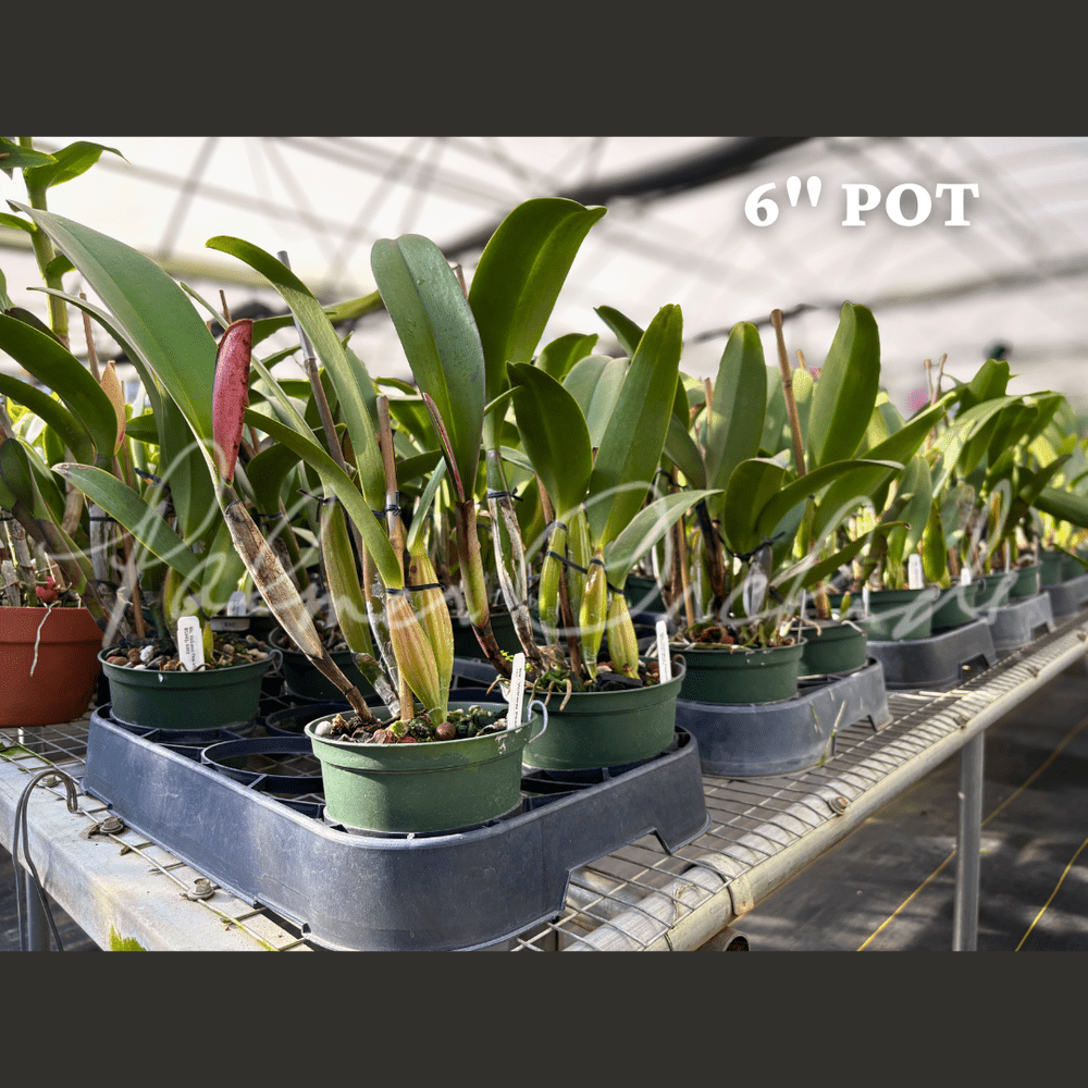 Rlc. Volcano Peaceful — Palmer Orchids